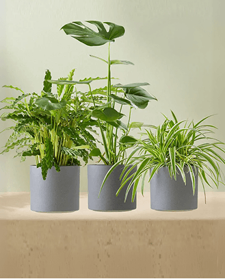 Plant Verrassing