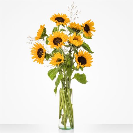 Losse Zonnebloemen